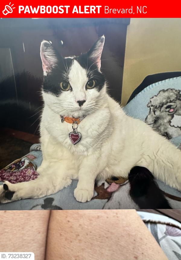 Lost Female Cat last seen Presley, Brevard, NC 28712