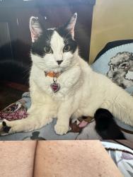 Lost Female Cat last seen Presley, Brevard, NC 28712