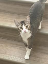 Reunited Male Cat last seen Wesley Chapel blvd, Lutz, FL 33559