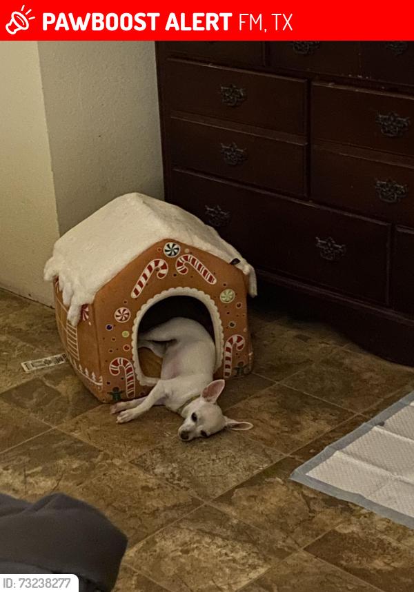 Lost Female Dog last seen Near east, FM744, TX 76626