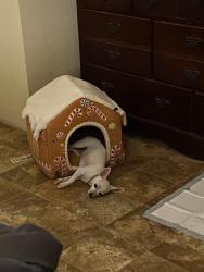 Lost Female Dog last seen Near east, FM744, TX 76626