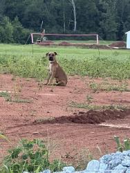 Found/Stray Unknown Dog last seen Dumain court and west Georgia road, Greenville County, SC 29673
