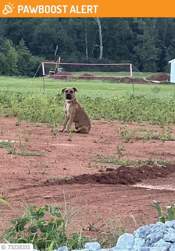 Found/Stray Unknown Dog last seen Dumain court and west Georgia road, Greenville County, SC 29673