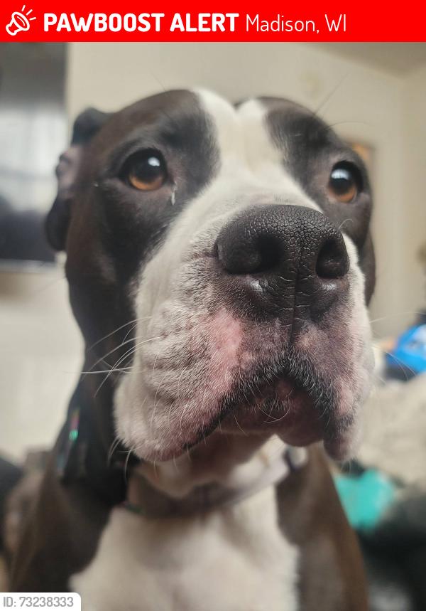 Lost Female Dog last seen East wash, Madison, WI 53704