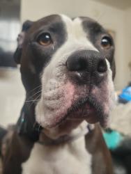 Lost Female Dog last seen East wash, Madison, WI 53704
