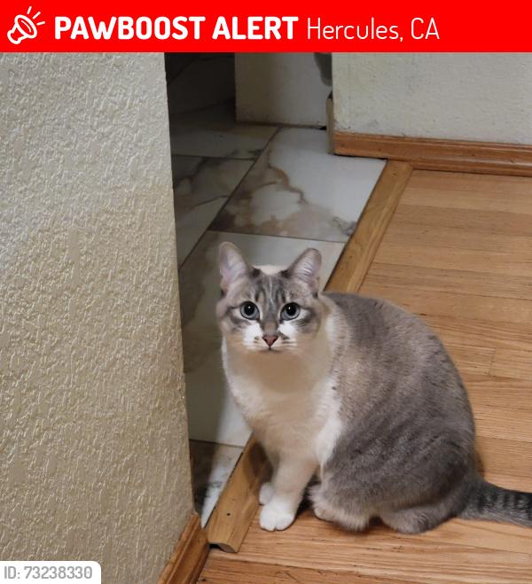 Lost Male Cat last seen Redwood Road, Hercules, CA 94547
