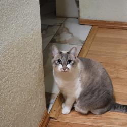 Lost Male Cat last seen Redwood Road, Hercules, CA 94547
