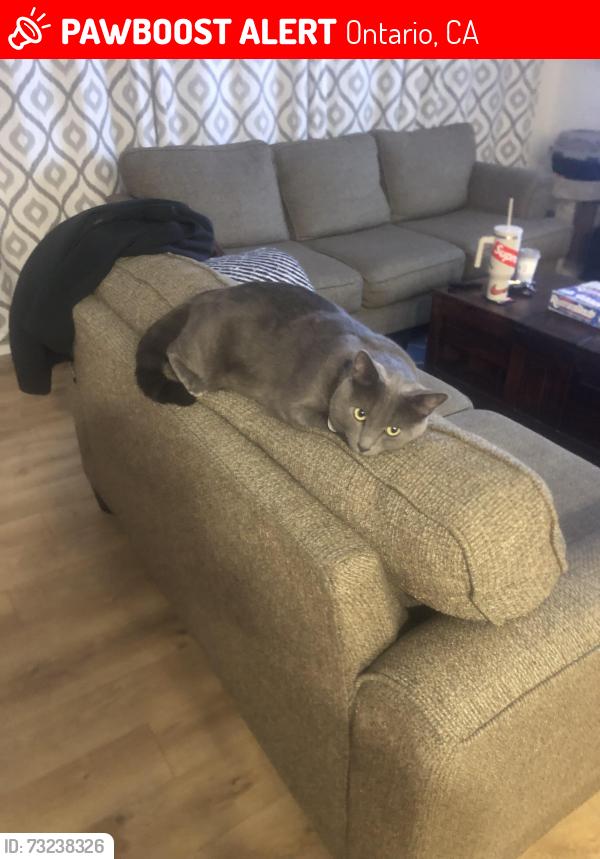Lost Male Cat last seen Archibald and Turner and Chino Ave, Ontario, CA 91761