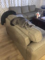 Lost Male Cat last seen Archibald and Turner and Chino Ave, Ontario, CA 91761