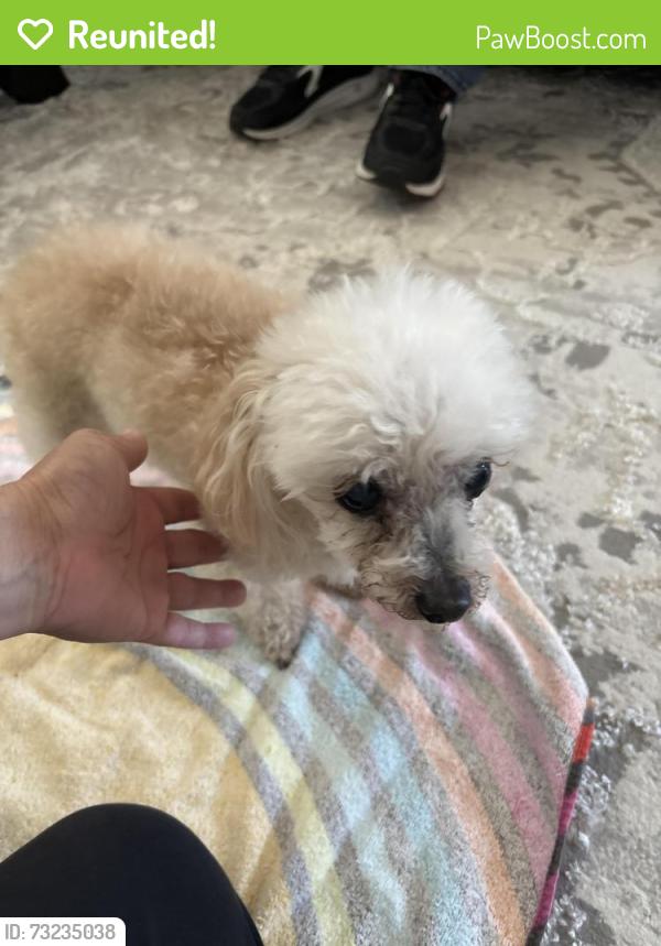 Reunited Female Dog last seen Royce City, Royse City, TX 75189