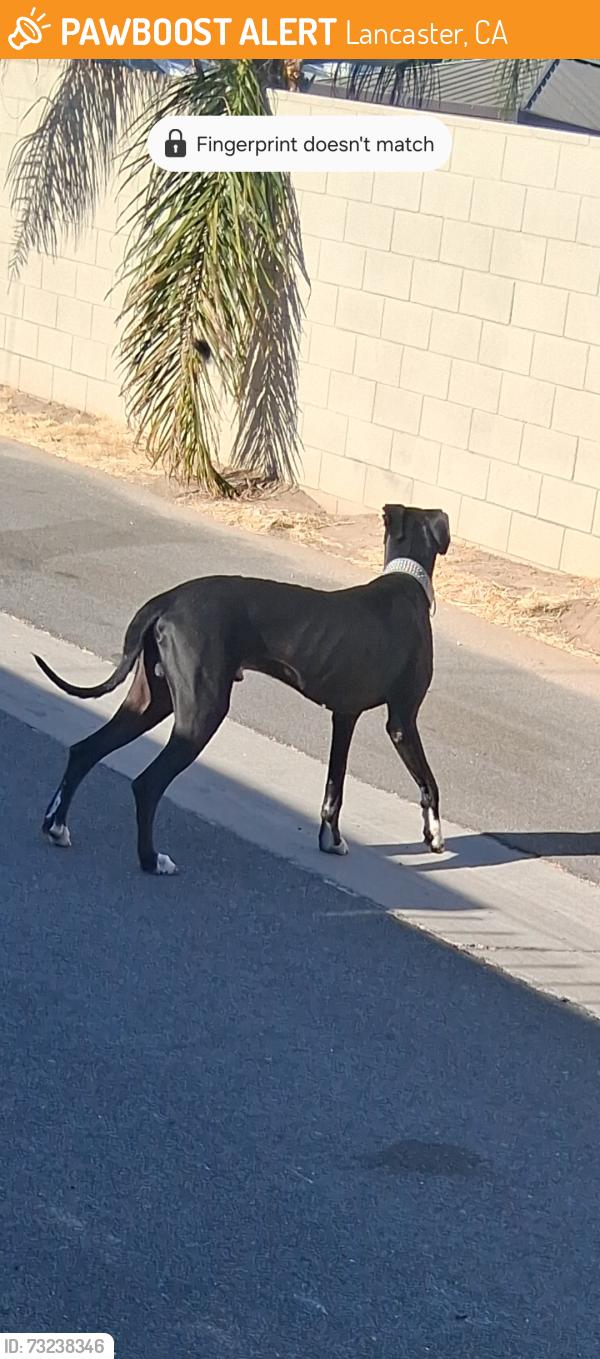 Found/Stray Male Dog last seen Ave j, Lancaster, CA 93534