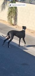 Found/Stray Male Dog last seen Ave j, Lancaster, CA 93534