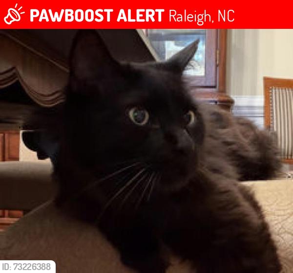 Lost Male Cat last seen Abington Lane and Allenby Dr, Raleigh, NC 27604