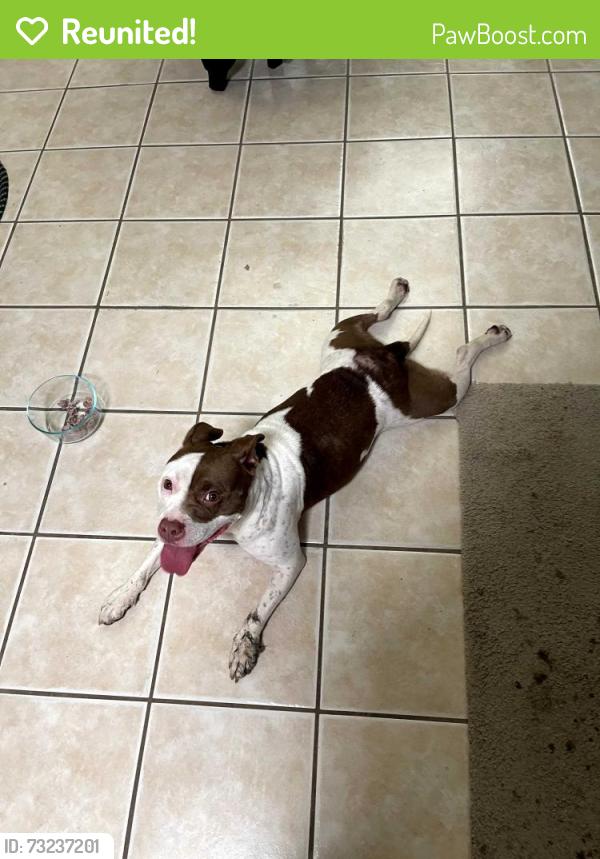 Reunited Female Dog last seen Starcrest and 410 access road, San Antonio, TX 78217