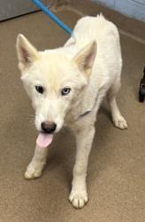 Shelter Stray Male Dog last seen Near Rock Glen Drive Stone Mountain, 30088, 30088, GA, 3280 Chamblee Dunwoody Rd, Chamblee, GA 30341, USA