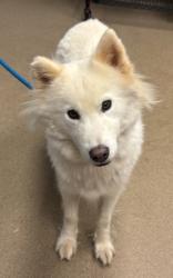 Shelter Stray Female Dog last seen Near Rock Glen Drive Stone Mountain, 30088, 30088, GA, 3280 Chamblee Dunwoody Rd, Chamblee, GA 30341, USA