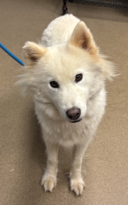 Shelter Stray Female Dog last seen Near Rock Glen Drive Stone Mountain, 30088, 30088, GA, 3280 Chamblee Dunwoody Rd, Chamblee, GA 30341, USA