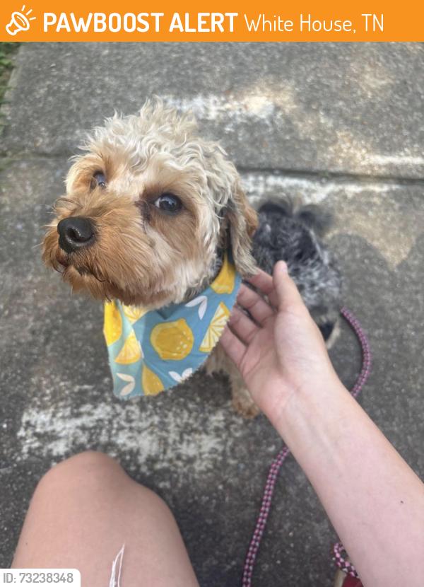 Found/Stray Male Dog last seen Holly Lane, White House, TN 37188