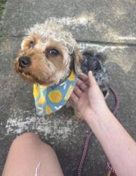 Found/Stray Male Dog last seen Holly Lane, White House, TN 37188
