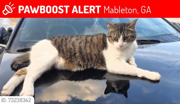 Lost Male Cat last seen Providence neighborhood Mableton, GA, Mableton, GA 30126