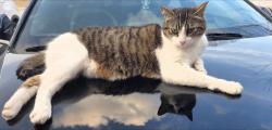 Lost Male Cat last seen Providence neighborhood Mableton, GA, Mableton, GA 30126