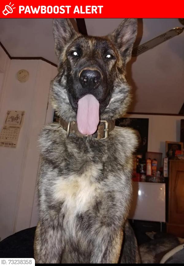 Lost Male Dog last seen Butter street, Greenville County, SC 29356