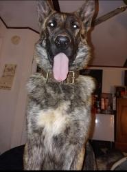 Lost Male Dog last seen Butter street, Greenville County, SC 29356