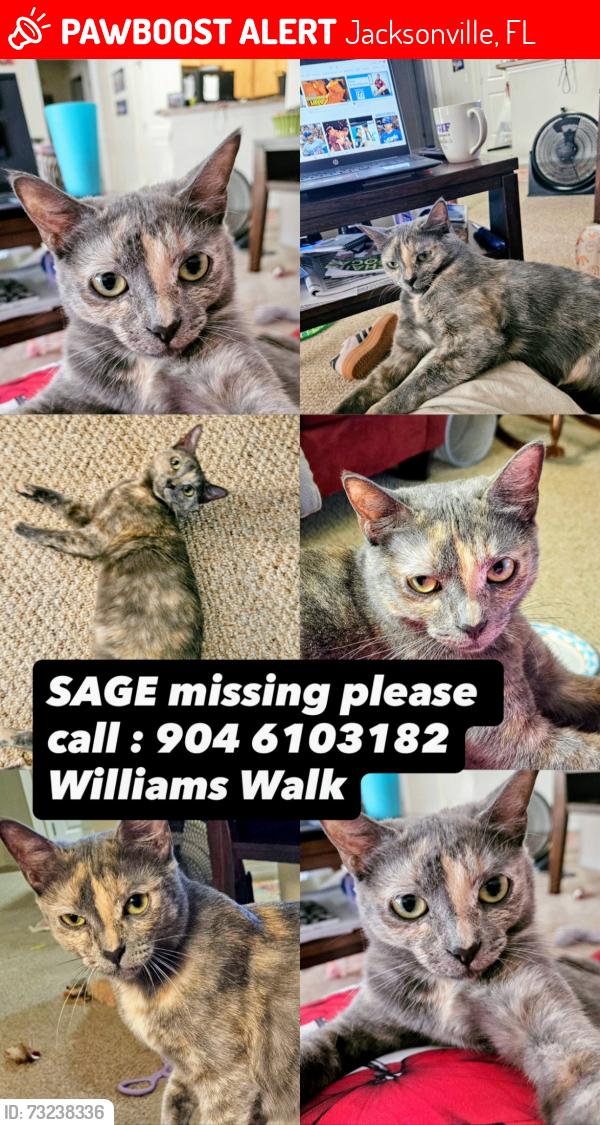 Lost Female Cat last seen Bartram Park Blvd., Williams Walk cndmniums, Feeders Be On Lookout!!, Jacksonville, FL 32258