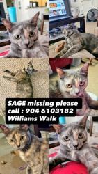 Lost Female Cat last seen Bartram Park Blvd., Williams Walk cndmniums, Feeders Be On Lookout!!, Jacksonville, FL 32258