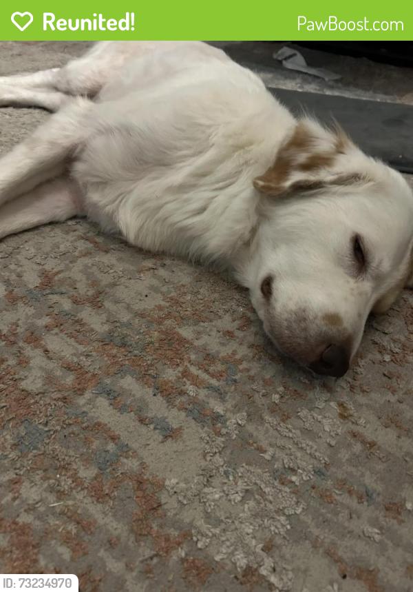 Reunited Female Dog last seen Bear Rio Granda and Brazos Drive, Porter, TX 77365