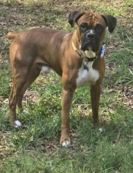 Reunited Male Dog last seen Took off while using the bathroom, Jackson, TN 38305