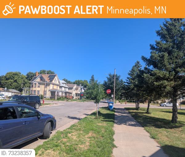 Found/Stray Unknown Cat last seen Van cleave Park, Minneapolis, MN 55414