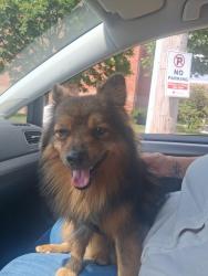 Found/Stray Unknown Dog last seen 20th oklahoma, Milwaukee, WI 53215