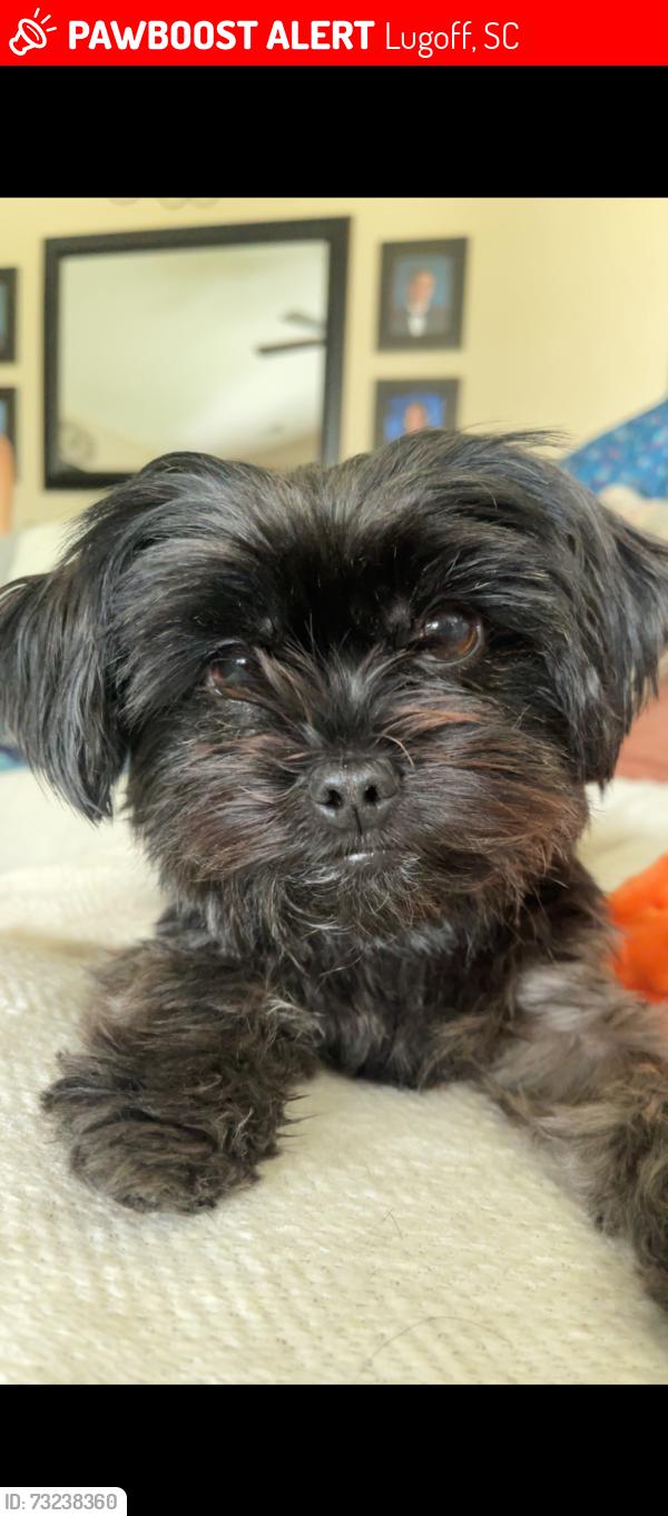 Lost Female Dog last seen C, Lugoff, SC 29078