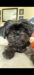 Lost Female Dog last seen C, Lugoff, SC 29078