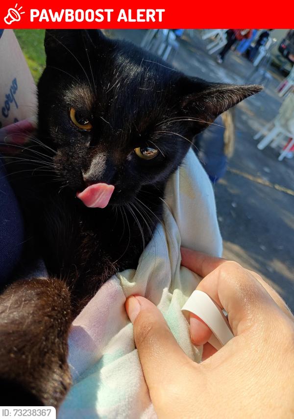 Lost Male Cat last seen Ele está com as patinhas raspada pq foi castrado, Cidade Industrial de Curitiba, PR 81260-422