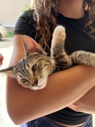 Found/Stray Female Cat last seen lawton bridge rd SW, Smyrna, GA 30082