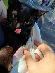 Lost Male Cat last seen Ele está com as patinhas raspada pq foi castrado, Cidade Industrial de Curitiba, PR 81260-422