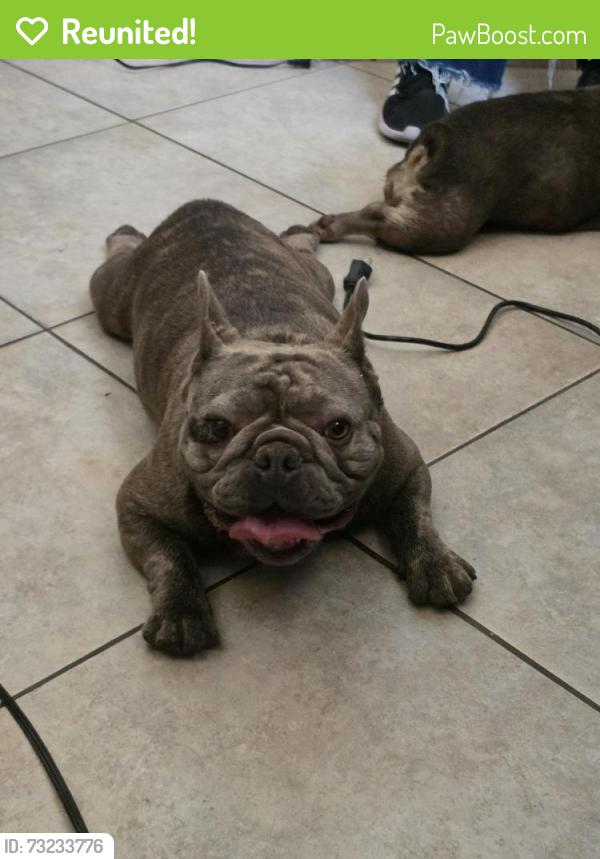 Reunited Male Dog last seen University and pine, San Bernardino, CA 92405