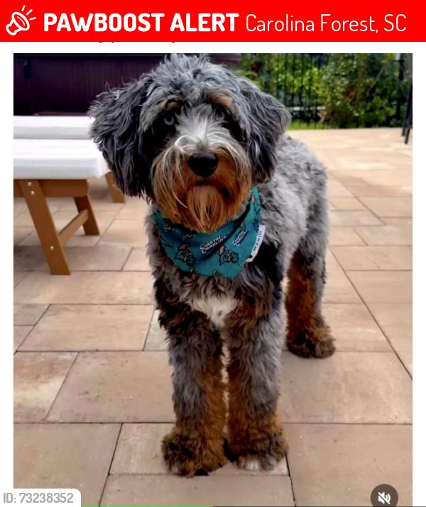 Lost Male Dog last seen Near River Oaks Drive in Carolina Forest, Carolina Forest, SC 29579