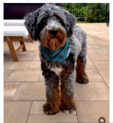Lost Male Dog last seen Near River Oaks Drive in Carolina Forest, Carolina Forest, SC 29579