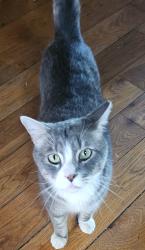 Reunited Male Cat last seen Near Cold Spring Road, Middle River, MD 21220