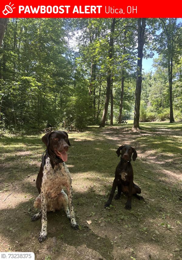 Lost Female Dog last seen Someone in sedan was last seen w her, Utica, OH 43080