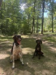 Lost Female Dog last seen Someone in sedan was last seen w her, Utica, OH 43080