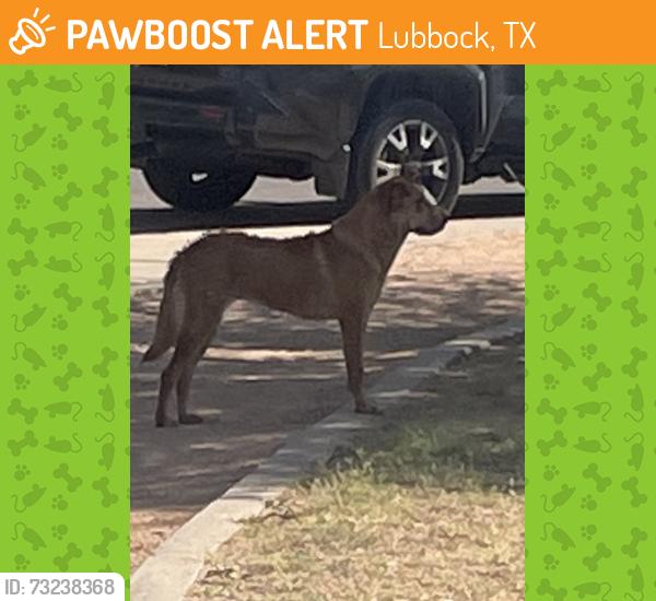 Found/Stray Male Dog last seen Charles Guy Park, Lubbock, TX 79423