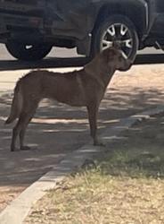 Found/Stray Male Dog last seen Charles Guy Park, Lubbock, TX 79423