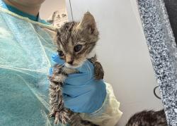 Shelter Stray Male Cat last seen Near Thwaites Place, BRONX, NY, 10467, 326 E 110th St, New York, NY 10029, USA
