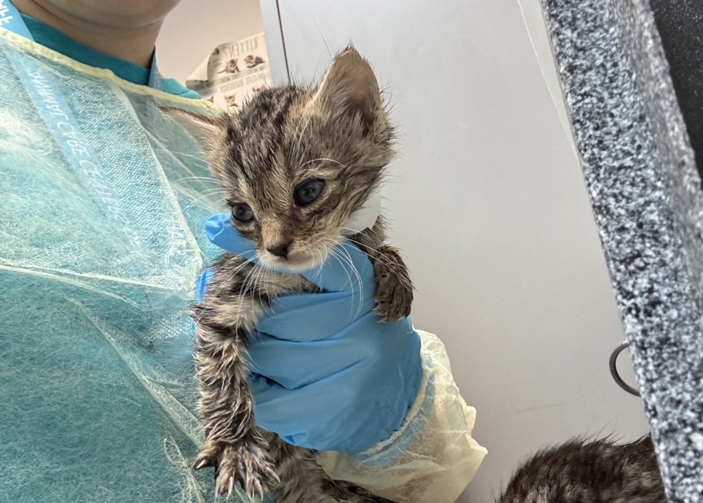 Shelter Stray Male Cat last seen Near Thwaites Place, BRONX, NY, 10467, 326 E 110th St, New York, NY 10029, USA