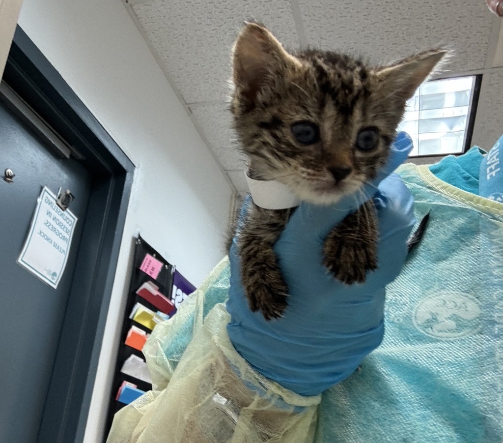 Shelter Stray Female Cat last seen Near Thwaites Place, BRONX, NY, 10467, 326 E 110th St, New York, NY 10029, USA