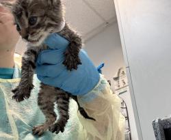 Shelter Stray Male Cat last seen Near Thwaites Place, BRONX, NY, 10467, 326 E 110th St, New York, NY 10029, USA